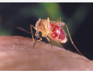 Screenshot_20250329-104336