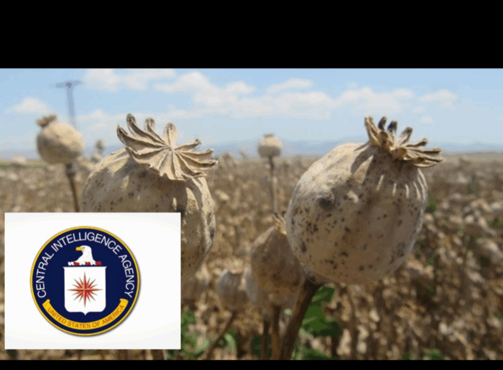 Screenshot_20251112-183207.InCollage - Collage Maker