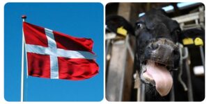 InCollage_20260123_193148711