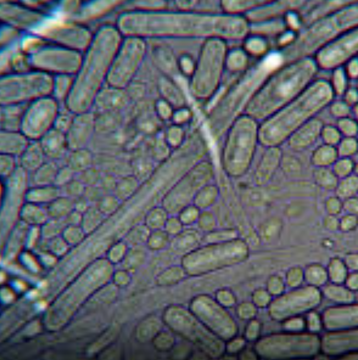 Screenshot_20250517-111819