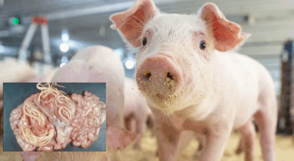 InCollage_20251125_192422668