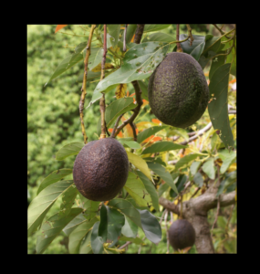 Screenshot_20260213-191406.InCollage - Collage Maker