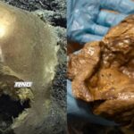 Scientists have solved the mystery of a “golden orb” found thousands of feet underwater