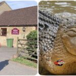 Man has been arrested after a three-year-old boy was thrown into a crocodile enclosure at a zoo in Old Hurst