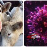 French has confirmed the world’s first human case of the Shamonda virus in a patient who subsequently died